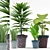 Tropical Plant Collection: Colocasia, Succulents, Palm & Aspidistra 3D model small image 1