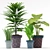 Tropical Plant Collection: Colocasia, Succulents, Palm & Aspidistra 3D model small image 2