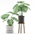  Monstera Duo in Black & Grey Pot 3D model small image 2