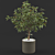 Luxury Ficus Plant: Elegant Greenery 3D model small image 1