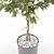 Stunning Ficus Plant: Ficus_002 3D model small image 2