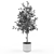 Stunning Ficus Plant: Ficus_002 3D model small image 3