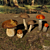Mushroom Collection: 4 Varieties 3D model small image 2