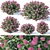 Spirea Japonica Collection: Varied Sizes 3D model small image 1