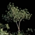 Giant Acacia Tree 3D model small image 1