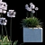 Title: Agapanthus 'Baby Pete' Bush 3D model small image 1