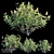 Coast Banksia Bush Trio 3D model small image 1