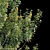 Evergreen Banksia Integrifolia: Perfect Addition to your Garden! 3D model small image 2