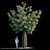 Drought-Resistant Brachychiton Tree 3D model small image 1
