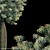 Drought-Resistant Brachychiton Tree 3D model small image 2