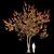 Flamboyant Delonix Regia Tree 3D model small image 1