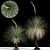 Elegant Xanthorrhoea arborea Tree 3D model small image 1