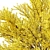 Full Bloom Forsythia Bush, 220-260cm 3D model small image 3