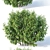 Forsythia Variety Pack: 5 Bushes 3D model small image 2