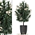 Exotic Nerium Oleander Tree - Plant Collection 271 3D model small image 1