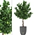 Citrus Lime Tree - Decorative Plant Collection 3D model small image 1