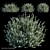 Gray Box Westringia: Hardy and Compact Shrub 3D model small image 1