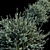 Gray Box Westringia: Hardy and Compact Shrub 3D model small image 2