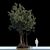 Rhizophora Apiculata_var2: Exceptional Mangrove Plant 3D model small image 1