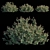Ilex Crenata: Compact Evergreen Bush 3D model small image 1