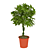 Tropical Greenery: 70cm Schefflera 3D model small image 1