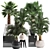 Exotic Palm Collection. Indoor Bliss. 3D model small image 1