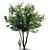 Exotic Barringtonia Acutangula - Var 4 3D model small image 1