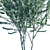 Evergreen Chinese Elm Tree 3D model small image 2