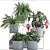 Exotic Indoor Plant Collection 3D model small image 3