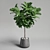 Ficus Lyrata Plant: 3D Model 3D model small image 1