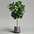 Ficus Lyrata Plant: 3D Model 3D model small image 2