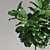 Ficus Lyrata Plant: 3D Model 3D model small image 4