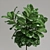 Ficus Lyrata Plant: 3D Model 3D model small image 5