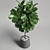 Ficus Lyrata Plant: 3D Model 3D model small image 6