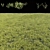 Lush Garden Grass Kit 3D model small image 2