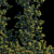 Pyracantha Firethorn: Oblique Cordon 3D model small image 2