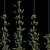 Pyracantha Firethorn Cordon: Vertical Elegance! 3D model small image 2
