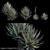 Agave Angustifolia: 4 Variations for Render 3D model small image 1