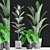 Tropical Plants Collection: Ficus, Banana Palm 3D model small image 1