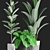 Tropical Plants Collection: Ficus, Banana Palm 3D model small image 2