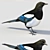 Eurasian Magpie: Lifelike Model 3D model small image 2