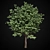  Majestic Maple Tree 3D model small image 1