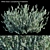 White Cloud: Leucophyllum Frutescens 3D model small image 1