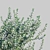 White Cloud: Leucophyllum Frutescens 3D model small image 3