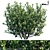 Versatile Ilex Crenata Hoogendorn: 3 variations 3D model small image 1