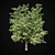 Giant Maple Tree: 17m Height 3D model small image 1