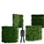 Hornbeam Pleached Topiary Tree | Carpinus Betulus Trellis 3D model small image 3