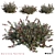 Vertex Colored Darwinia Taxifolia: 3 Variation 3D model small image 1