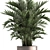 Exotic Indoor Plant Collection with Palm - Kentia & Howea Forsteriana 3D model small image 2