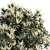 Silky Oak Tree: Grevillea Baileyana 3D model small image 3